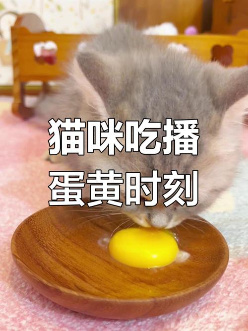 五个月的猫咪一天可以吃几个蛋黄?