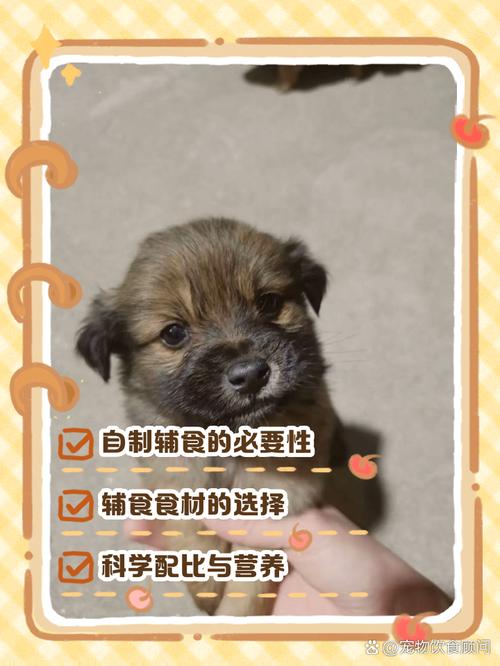 2个月狗狗吃什么