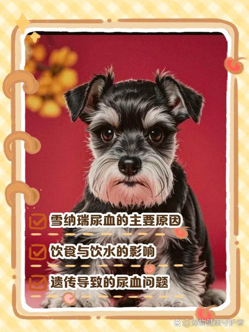 公的雪纳瑞狗拉拉尿是怎么回事