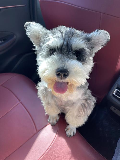 狗狗为什么总是拉拉尿