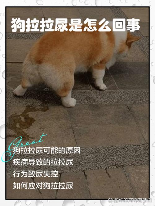 狗狗为什么总拉拉尿