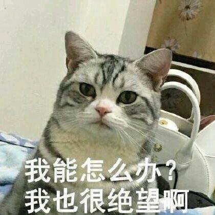 猫心情不好怎么办
