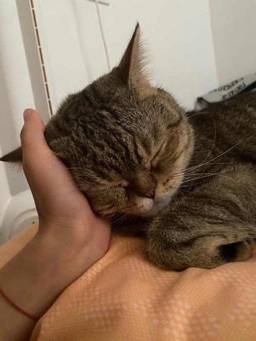 猫咪心情不好怎么办