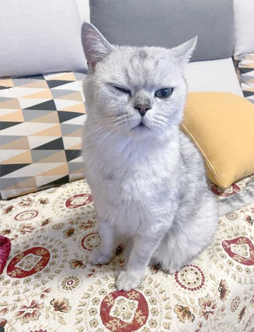 猫咪常见的眼科疾病有哪些?