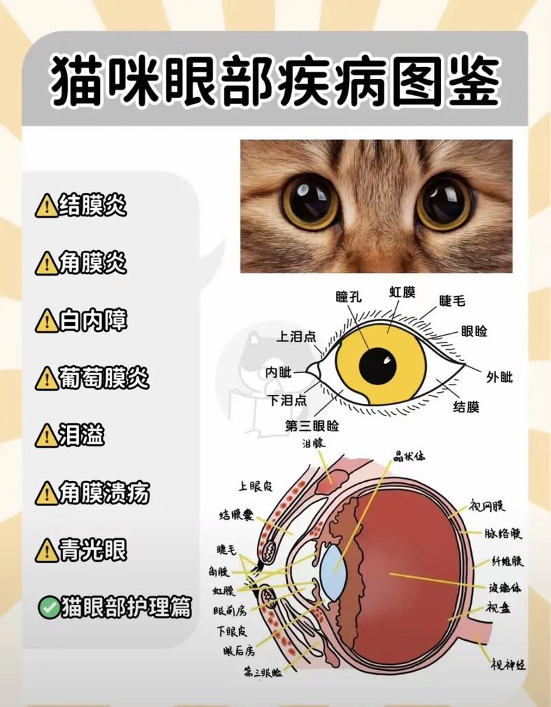 猫咪眼睛异常,表现在猫咪眼部的全身性疾病!