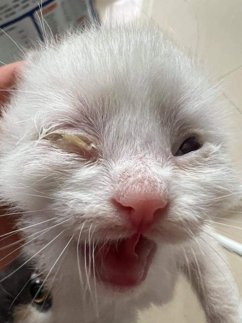 小猫眼睛睁不开了,得什么病了