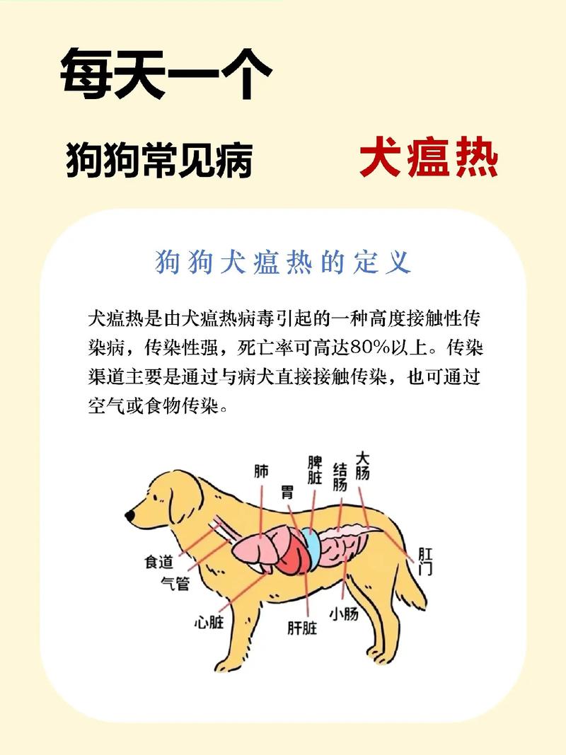 狗狗得了犬瘟在家怎么治疗