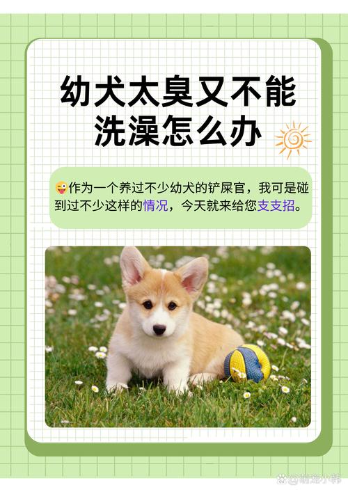 狗狗为什么不能天天洗澡