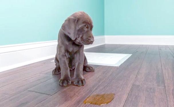 狗狗多大能憋大小便?