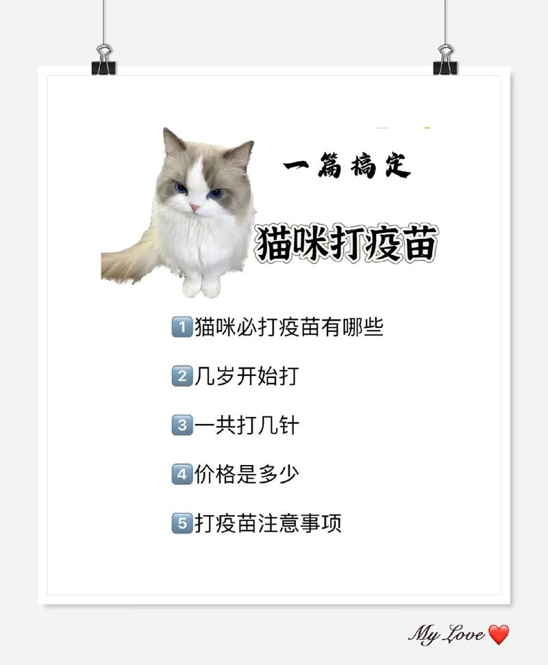 新手养猫,给猫咪打疫苗需要多少钱?