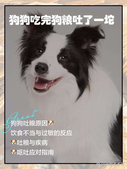 泰迪吃了饭多久拉屎