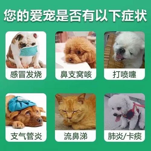 狗狗犬窝咳吃什么药