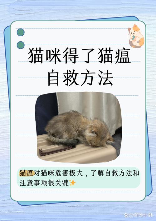 猫得了猫瘟有什么症状