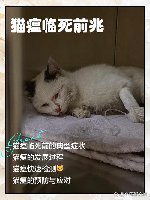 小猫猫瘟临死前身体的反应