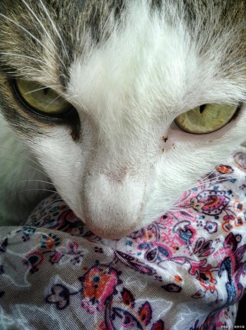 猫得了猫瘟会很痛苦吗?有哪些症状表现?