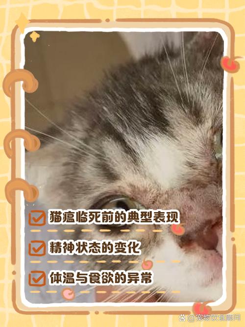 得了猫瘟临死前是什么症状(猫瘟临死之前的表现)