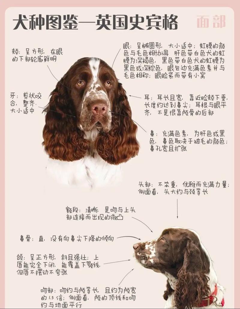 狗狗能吃的东西清单