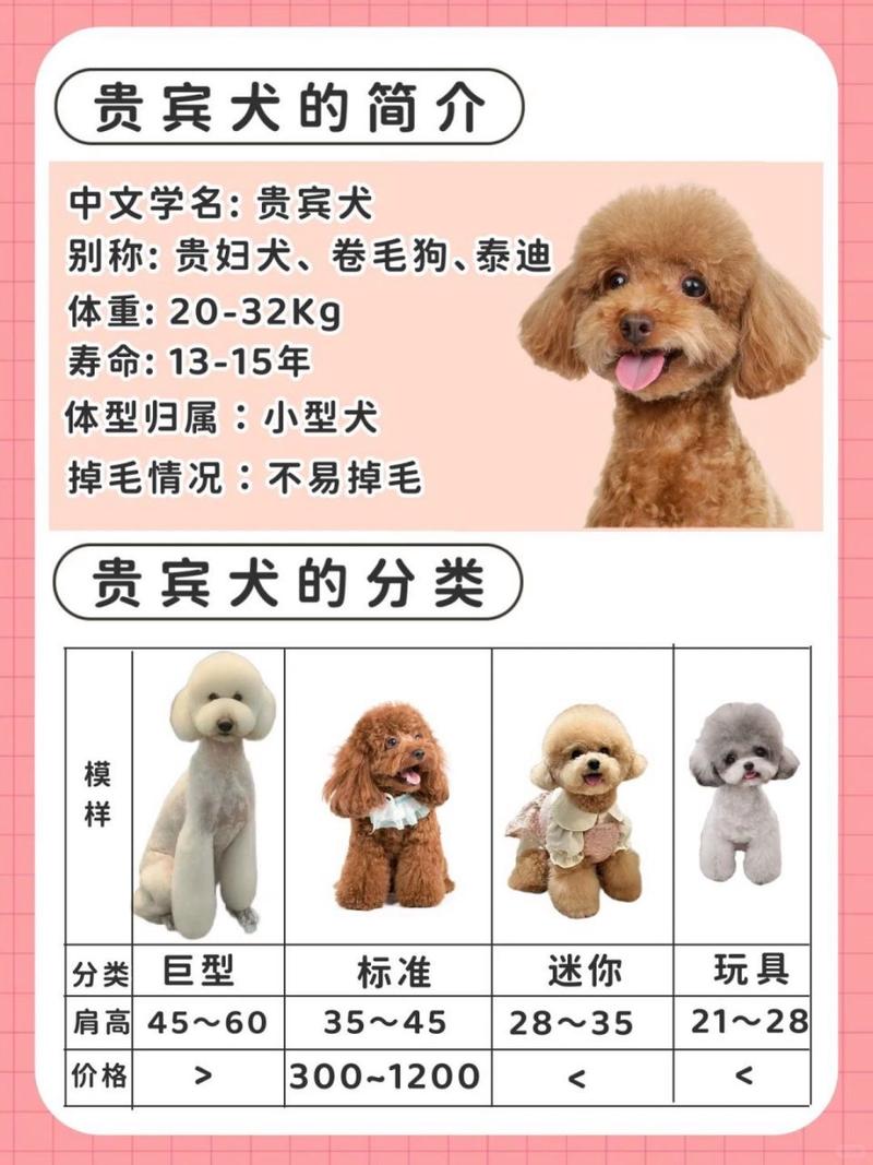 灰色的泰迪叫什么?