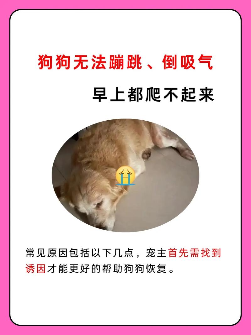 狗会不会高原反应?