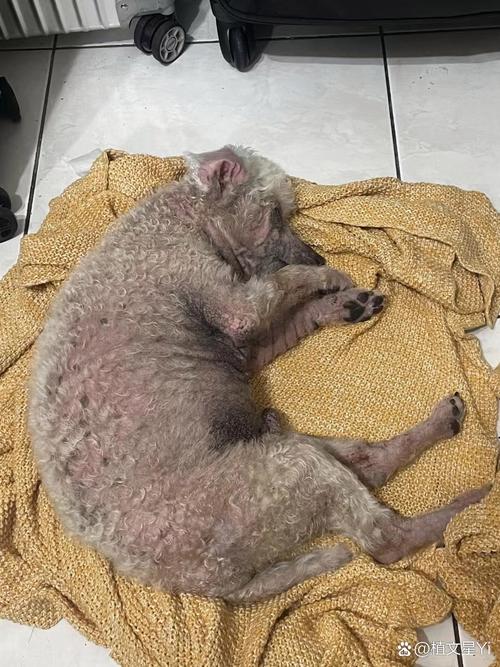 泰迪去高原缺氧吗会死吗