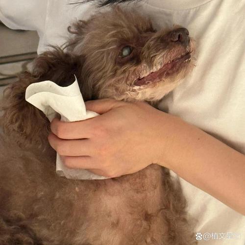 狗狗会有高原反应吗