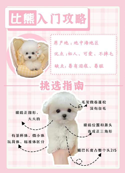 四个月的狗狗如何饲养