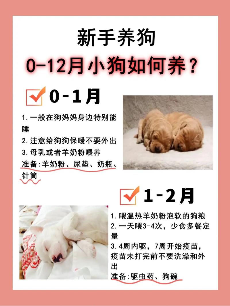 幼年狗狗的饲养方法