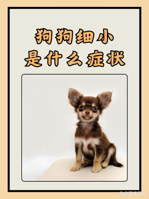 两岁的狗狗会得细小吗