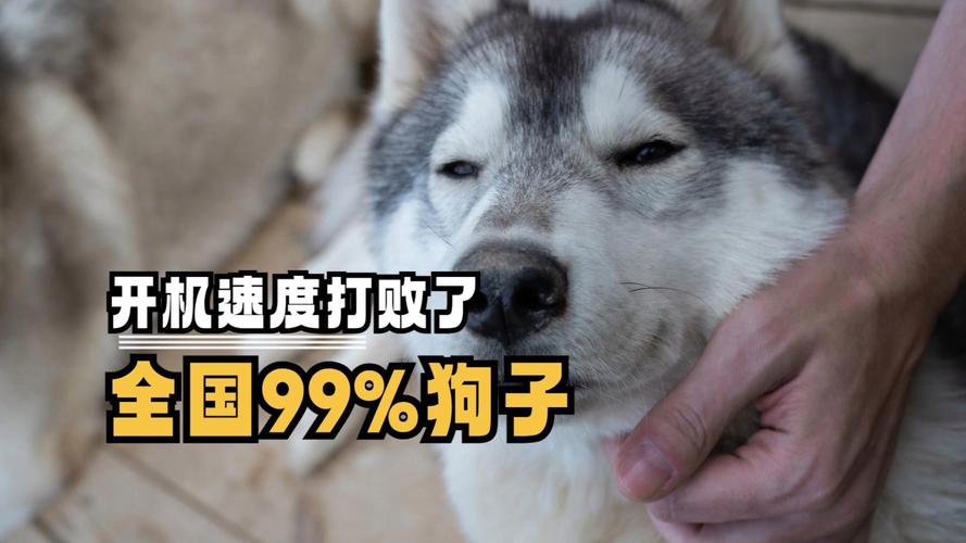 如何给狗狗安全感