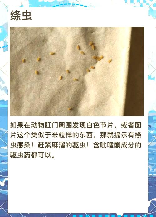 狗狗拉出绦虫严重嘛怎么办