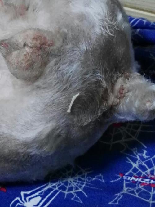 狗狗肛门附近有小白虫子是否很严重了