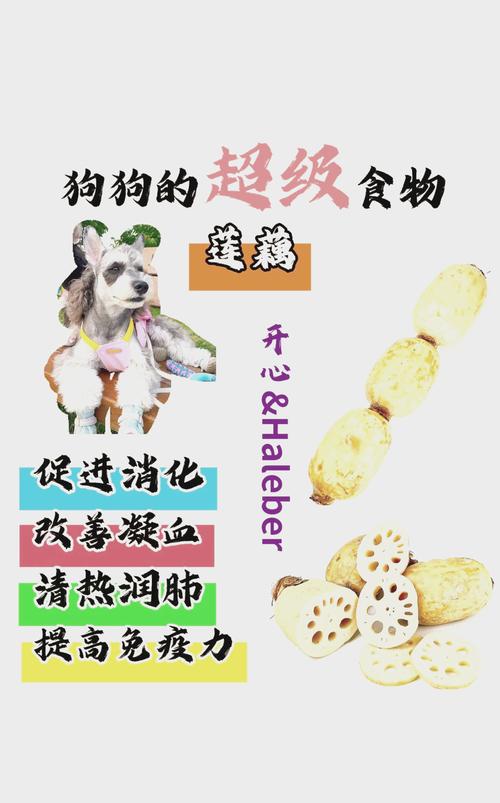 为什么狗狗吃莲藕