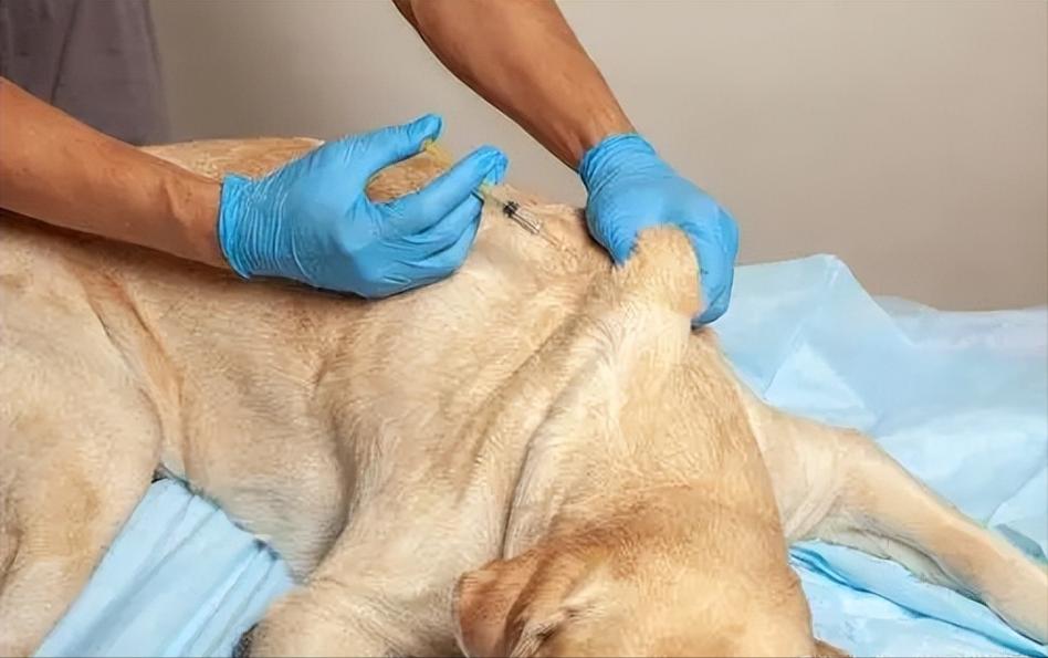 深圳哪里有给狗狗打狂犬疫苗的地方?