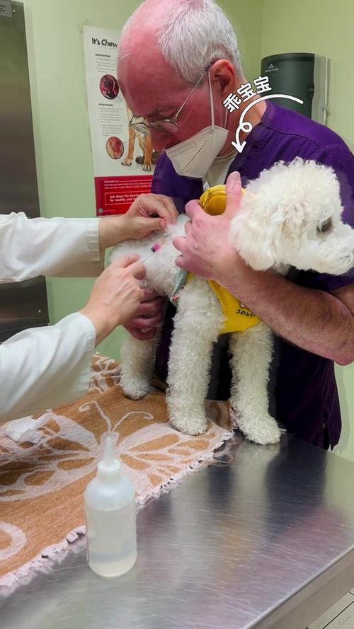 要给狗狗打疫苗,要到哪里去呢