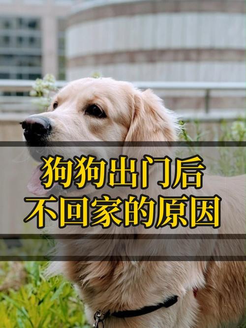 狗狗不愿意出门,总在家怎么办?