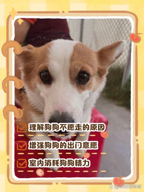 我的狗不愿意出门怎么办呢?