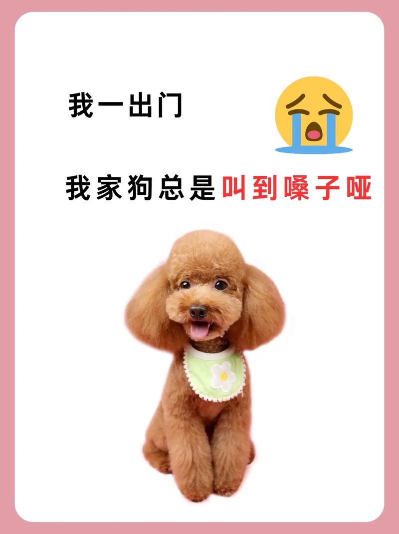 狗狗不喜欢出门溜达怎么办,每次都是我抱着她出来,然后就在那里不...