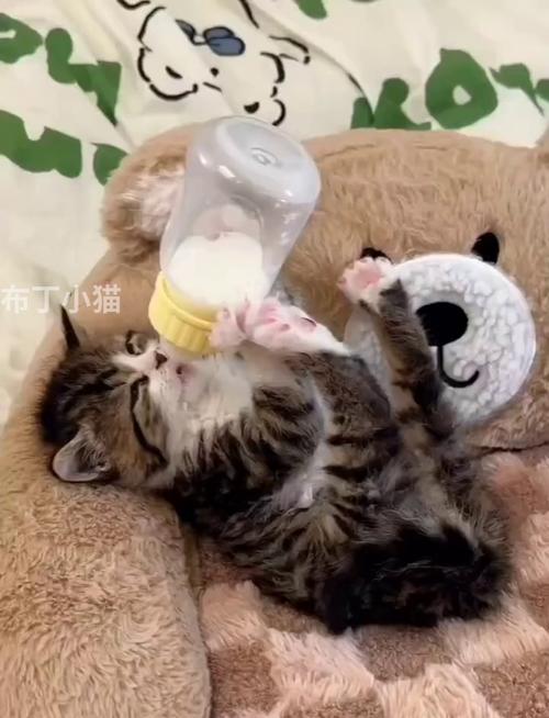 猫可以喝驼奶吗