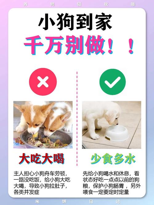 新手第一次养狗,需要注意哪些问题?