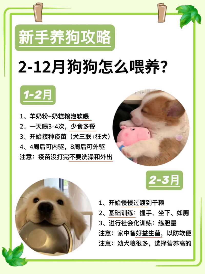 新手第一次养宠物需要注意什么?