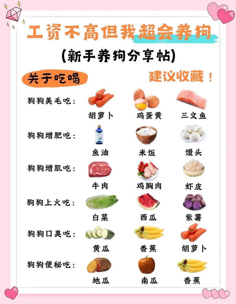 新手养狗狗注意事项