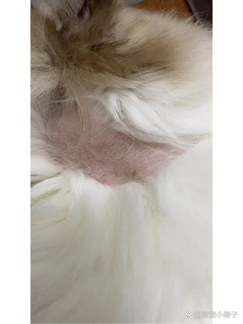 小猫脱毛一块一块的啊