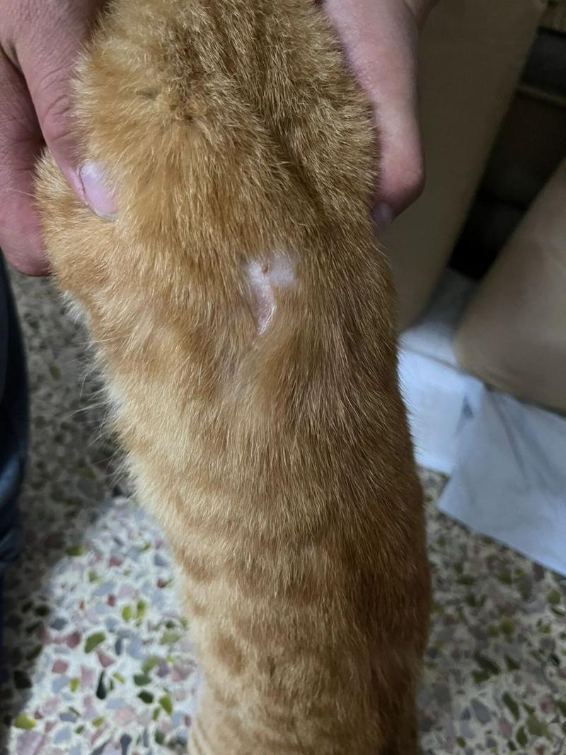 猫咪后背脱了一块猫?露皮肤了,怎么回事?急急急