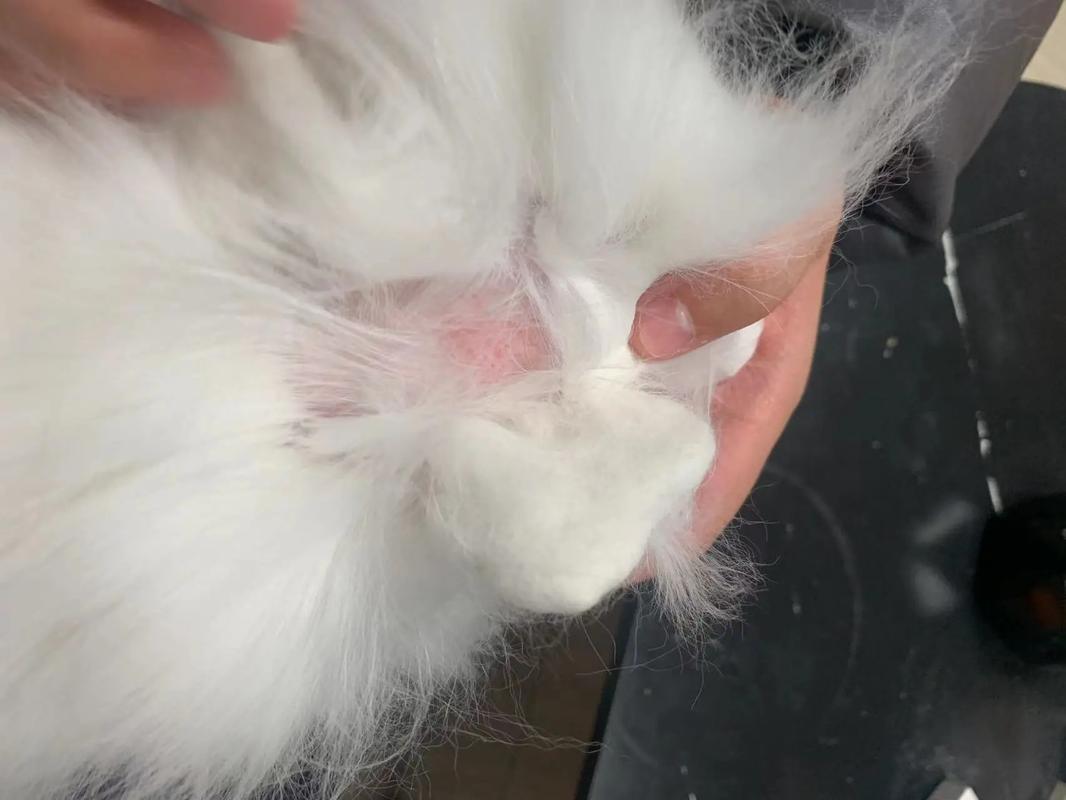 猫咪身上一块块的掉毛是什么原因?