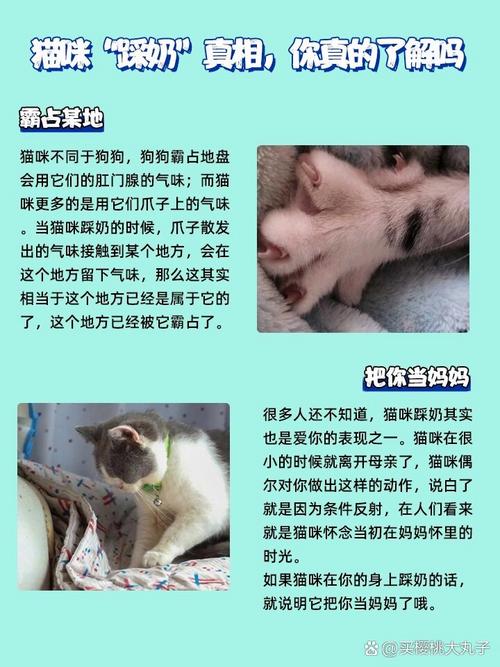 猫咪疯狂踩奶怎么办啊