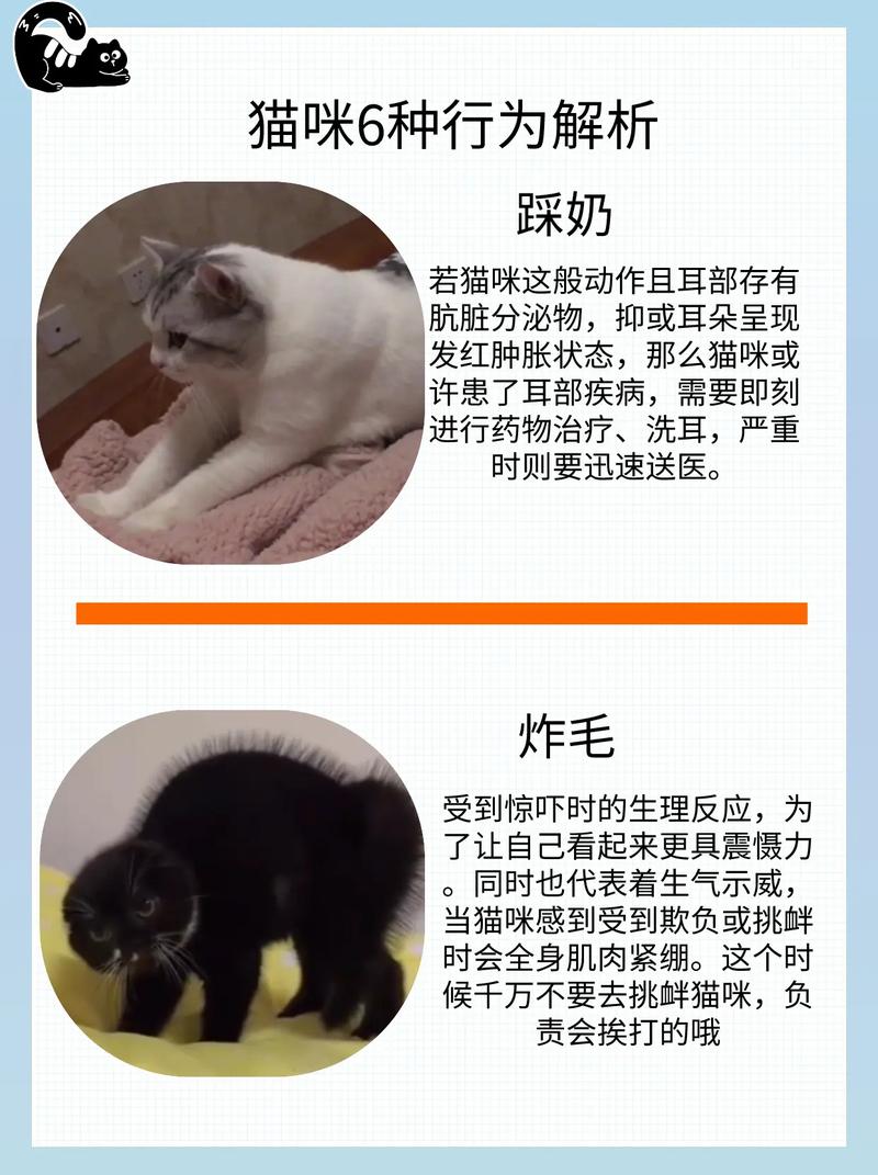 猫为什么会有踩奶的行为?