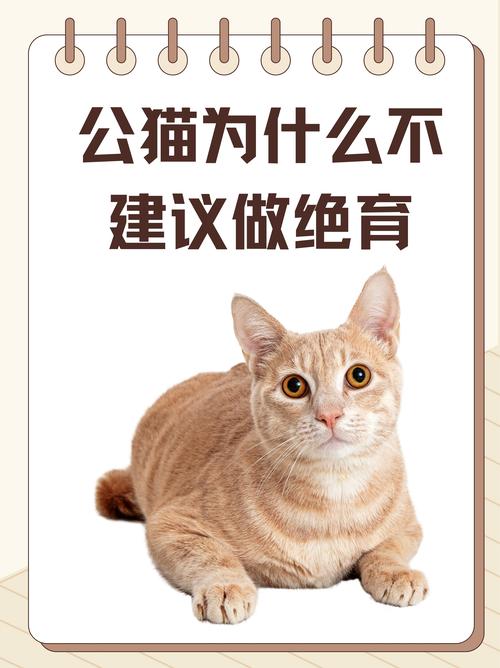 母猫不做绝育会怎样?有危害吗?