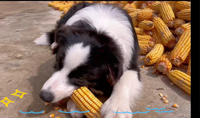 狗吃玉米棒子会有事吗