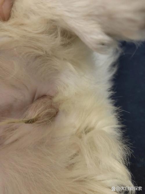 前几天捡了只狗狗回来好几天了也不拉粑粑和尿尿