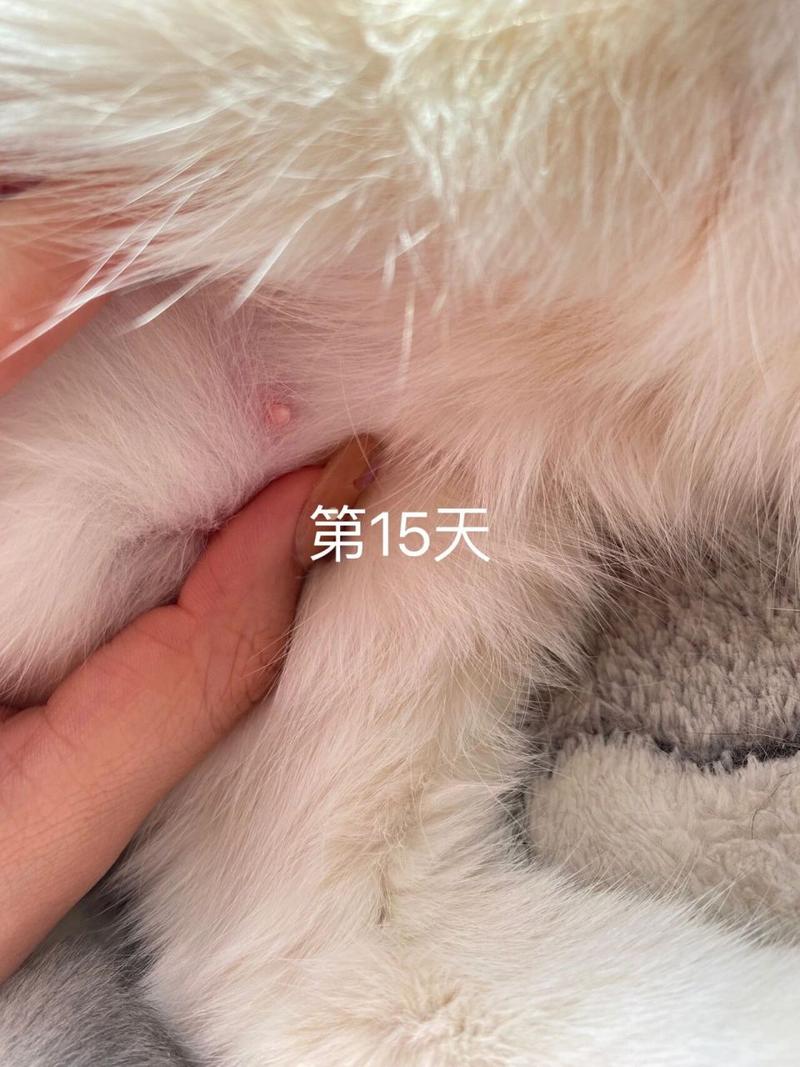 猫怀孕乳头变化